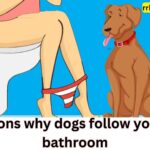 Reasons why dogs follow you into the bathroom, What does it mean if dog follows you to bathroom, Why does my dog keep following me? , How do I know if my dog loves me?