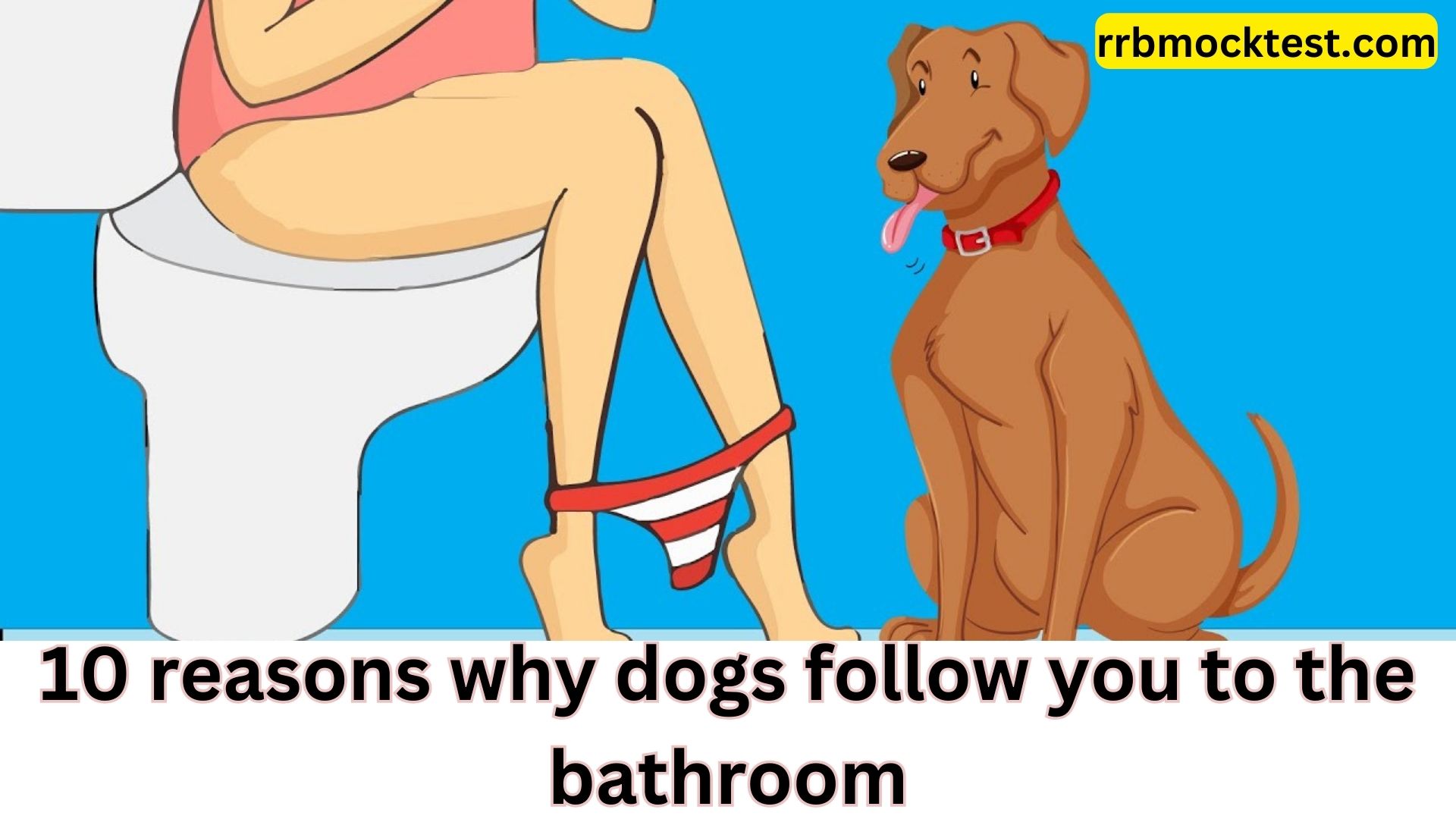 Reasons why dogs follow you into the bathroom, What does it mean if dog follows you to bathroom, Why does my dog keep following me? , How do I know if my dog loves me?